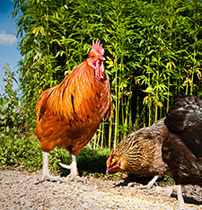 Feeding hens